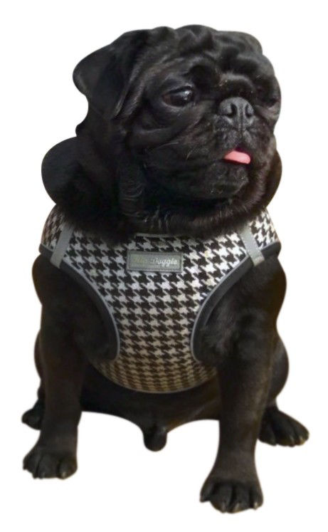 Picture of EZ Step-In Houndstooth Harness Vest - White/Black  OLD STYLE