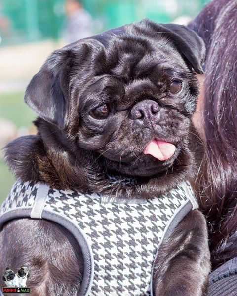 Picture of EZ Step-In Houndstooth Harness Vest - White/Black  OLD STYLE