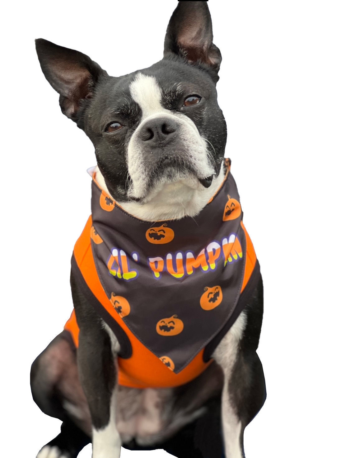 Picture of Two Sided Bandana - Lil Pumpkin