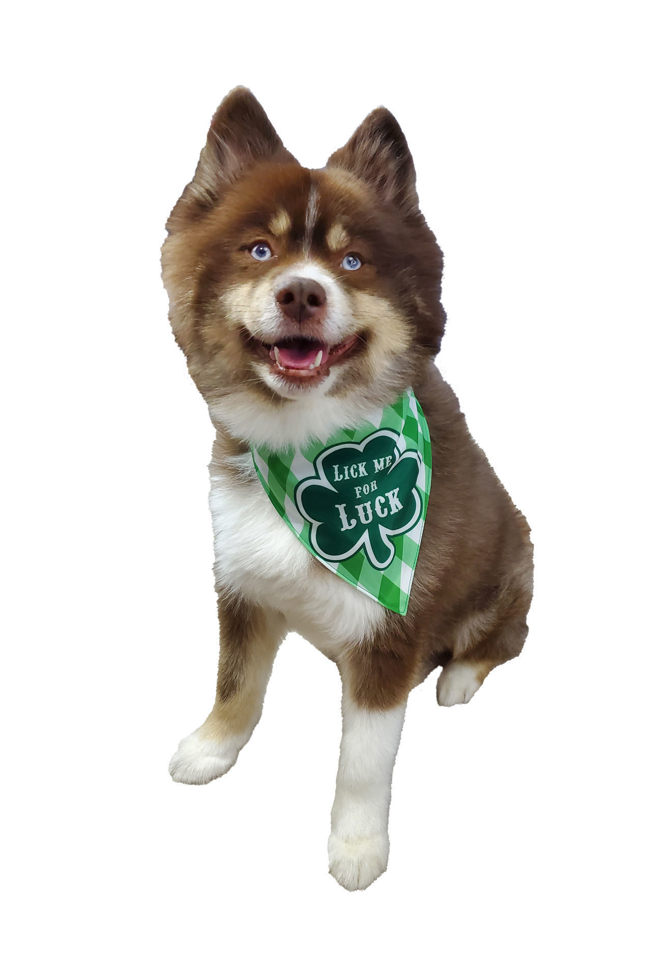 Picture of Two Sided Bandana - Shamrock